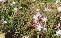 Hesperantha cucullata