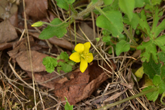 Lysimachia grammica