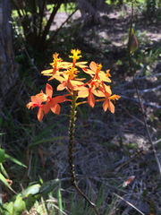Epidendrum × obrienianum