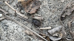 Pyrrhocoris sinuaticollis