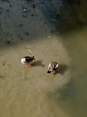 Alopochen aegyptiaca