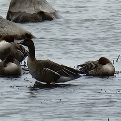 Anser serrirostris rossicus