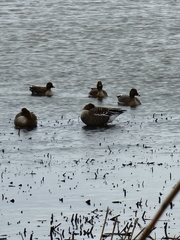 Anser serrirostris rossicus