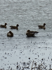 Anser serrirostris rossicus