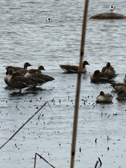 Anser serrirostris rossicus