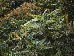 Berberis napaulensis