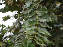 Berberis napaulensis