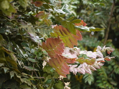 Berberis napaulensis