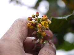 Berberis napaulensis