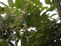 Berberis napaulensis