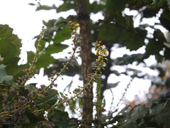 Berberis napaulensis