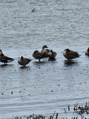 Anser serrirostris rossicus