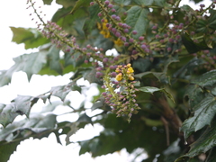 Berberis napaulensis