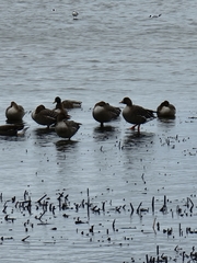 Anser serrirostris rossicus