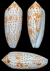 Conus nussatella