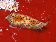 Conus nussatella