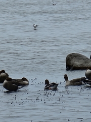 Anser serrirostris rossicus