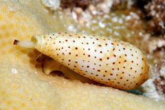 Conus nussatella