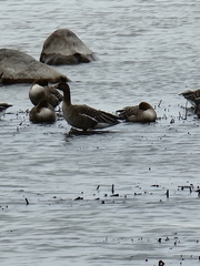 Anser serrirostris rossicus