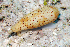 Conus nussatella