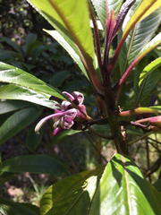 Clermontia parviflora