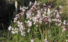Hesperantha cucullata