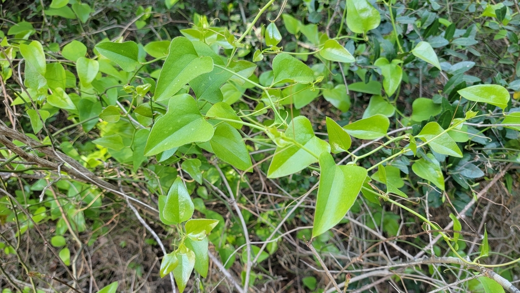 zarzaparrillas desde Little Cypress Creek Preserve, Telge Rd & Spring ...