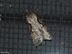 Semioscopis packardella