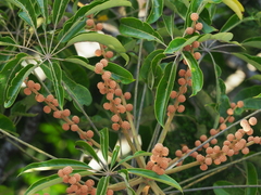 Schefflera