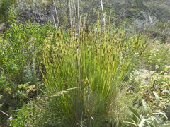 Rhynchospora macrochaeta