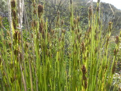 Rhynchospora macrochaeta