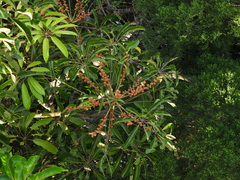 Schefflera