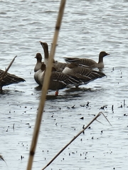 Anser serrirostris rossicus