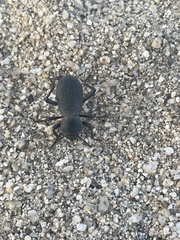 Cryptoglossa muricata