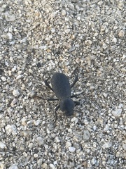 Cryptoglossa muricata