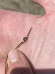 Siphonaria compressa