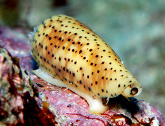 Conus nussatella