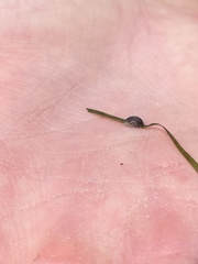 Siphonaria compressa