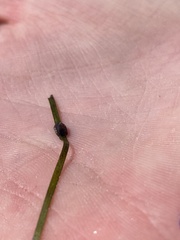 Siphonaria compressa