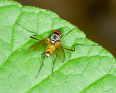 Cholomyia inaequipes