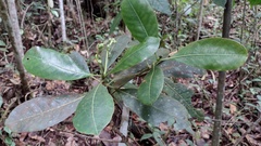 Elaeagia pastoensis