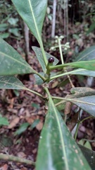 Elaeagia pastoensis