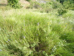 Pseudoroegneria stipifolia