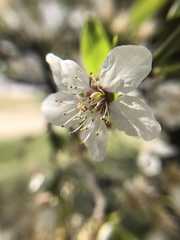 Prunus