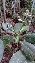 Elaeagia pastoensis