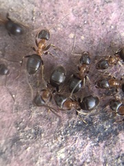 Formicidae