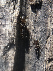 Formicidae