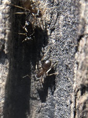 Formicidae