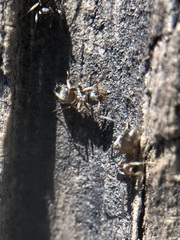 Formicidae