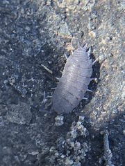 Oniscidea